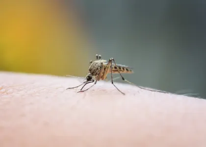 mosquito on skin
