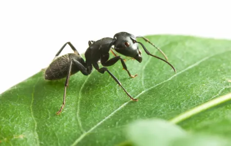 black ant on leaf