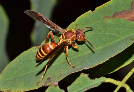 european paper wasp on a leaf