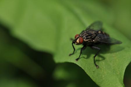 a fly up close