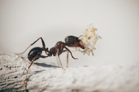 an odorous house ant