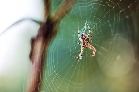 spider on web