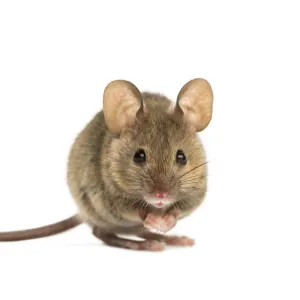 a mouse
