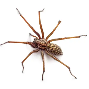 a spider