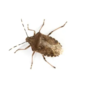 a stink bug