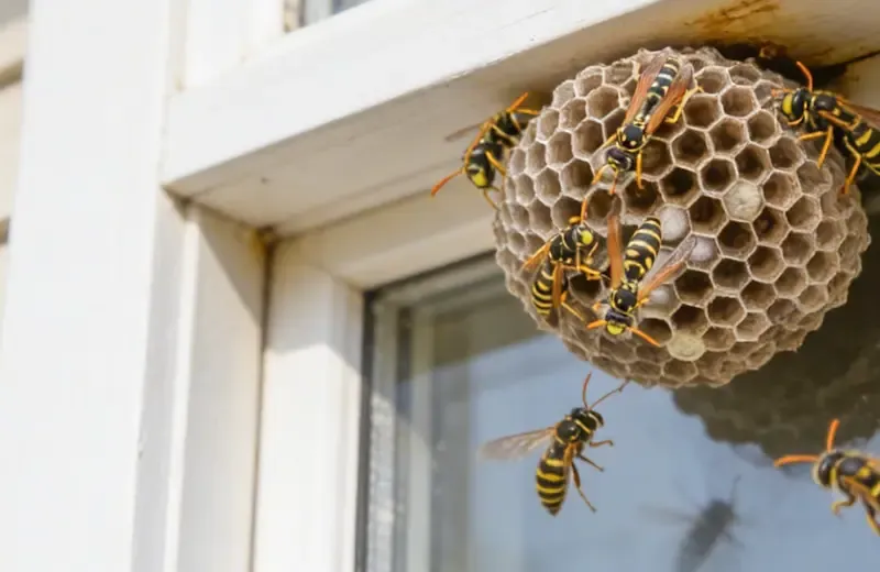wasp nest