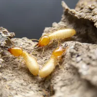 termites