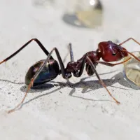 ant
