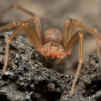 brown-recluse-spider