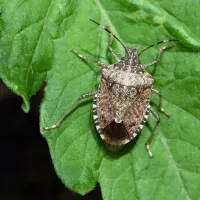 stink bug