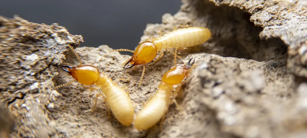 termites