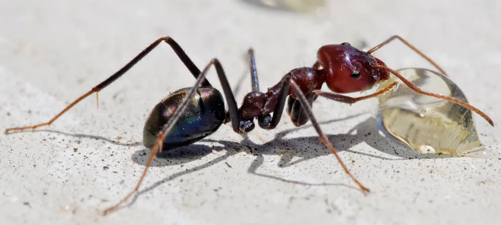 ant