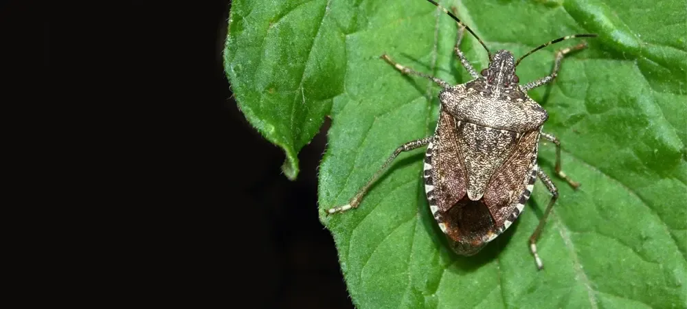 a brown marmorated stink bug