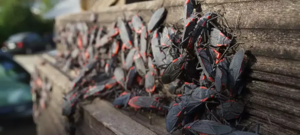 a swarm of boxelder bugs