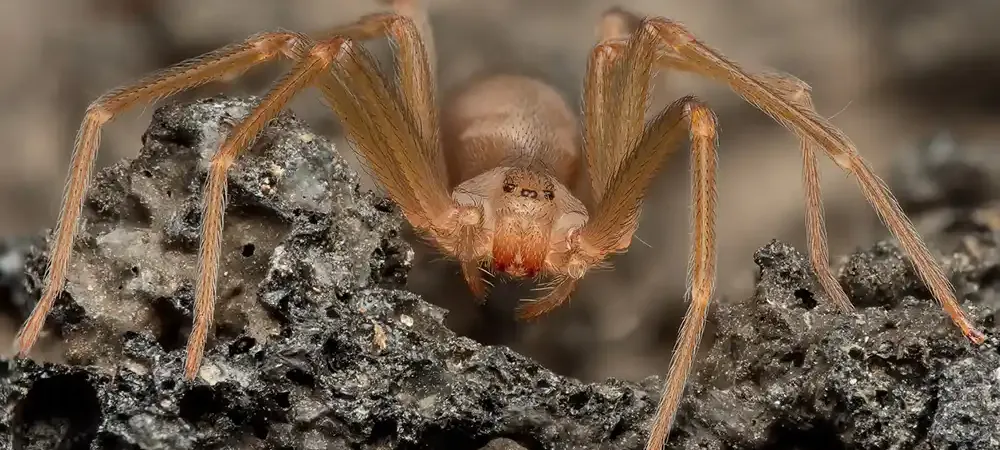 brown-recluse-spider