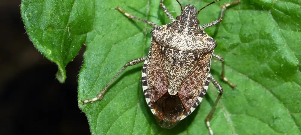 stink bug