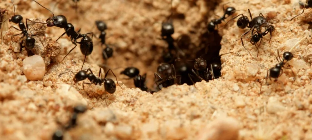 ants