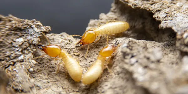 termites