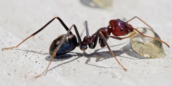 ant