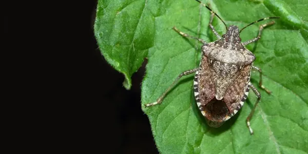 a brown marmorated stink bug