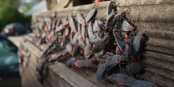 a swarm of boxelder bugs