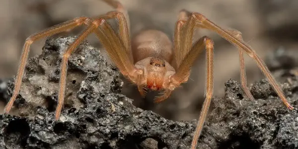 brown-recluse-spider