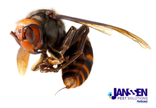 A close-up image of an Asian giant hornet with detailed focus on its eyes, wings, and body, set against a white background. The Janssen Pest Solutions logo is displayed in the bottom right corner of the image, highlighting their expertise in pest control across Des Moines.