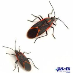 Why You Might See Boxelder Bugs In The Winter