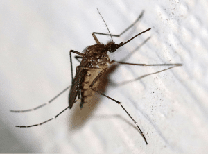 Aedes Vexan Mosquito 