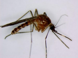Culex Tarsalis Mosquito