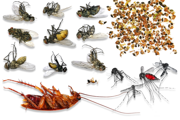 Collection Bugs Janssen Pest Solutions (1)