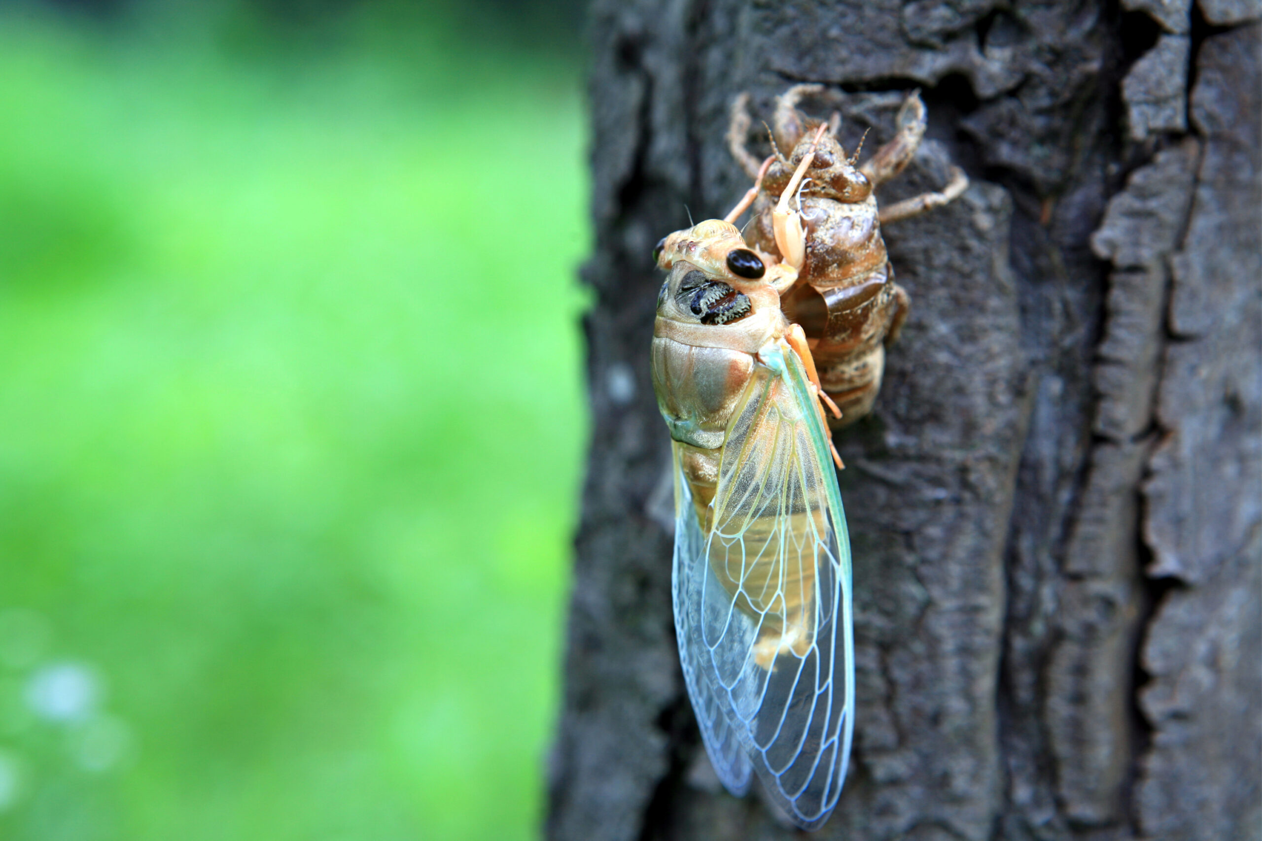 Witness the 2024 Periodic Cicada Emergence Midwest Janssen Pest